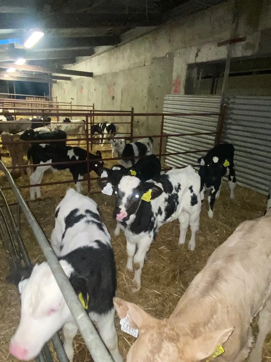 Beef calves for sale for sale in Co. Wicklow for €120 on DoneDeal