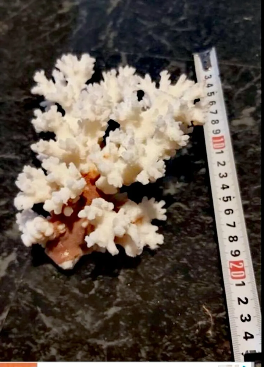 Rare real large white coral - Image 2