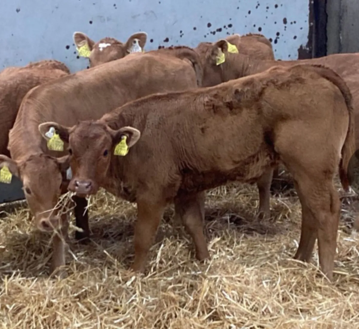Calves For Sale for sale in Co. Galway for €100 on DoneDeal