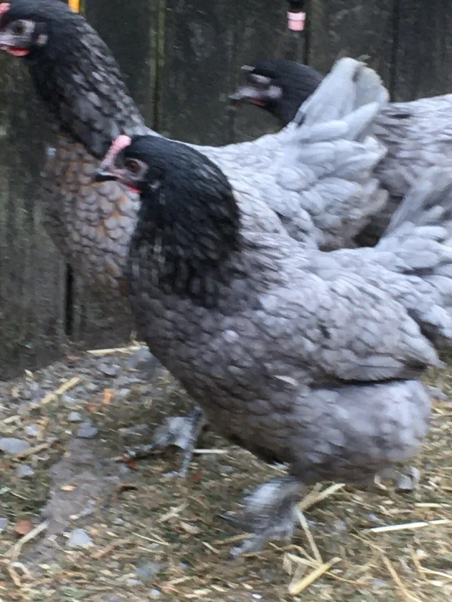 Point of lay pullets for sale in Co. Mayo for €25 on DoneDeal