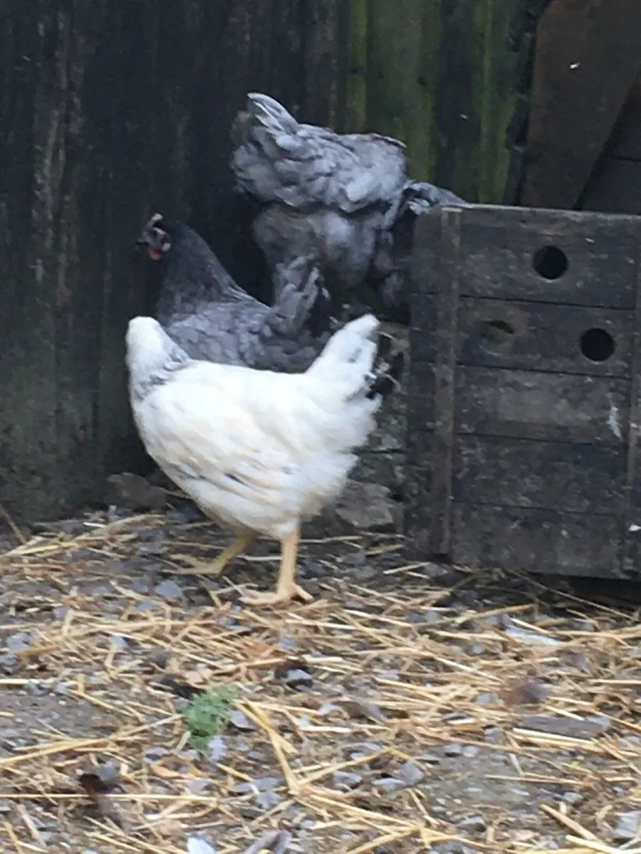 Point of lay pullets for sale in Co. Mayo for €25 on DoneDeal