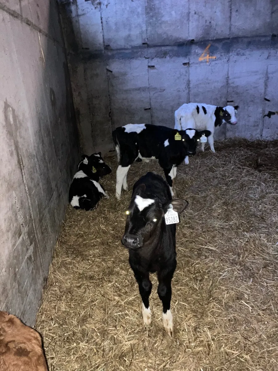 Free Milk Replacer and Calves - Image 1