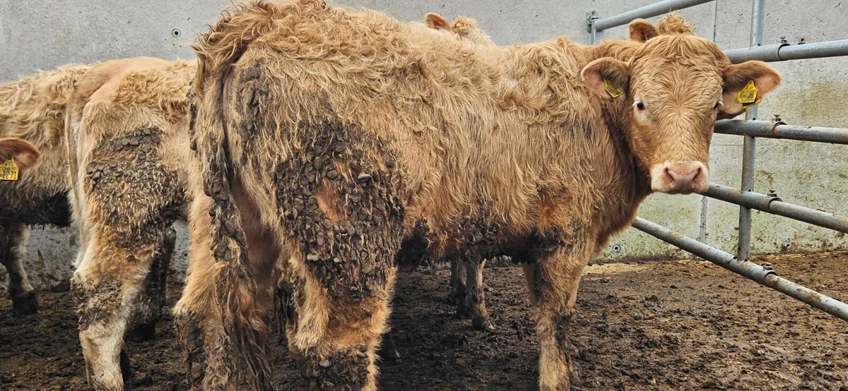 12 Golden CHX Store Heifers - Image 3