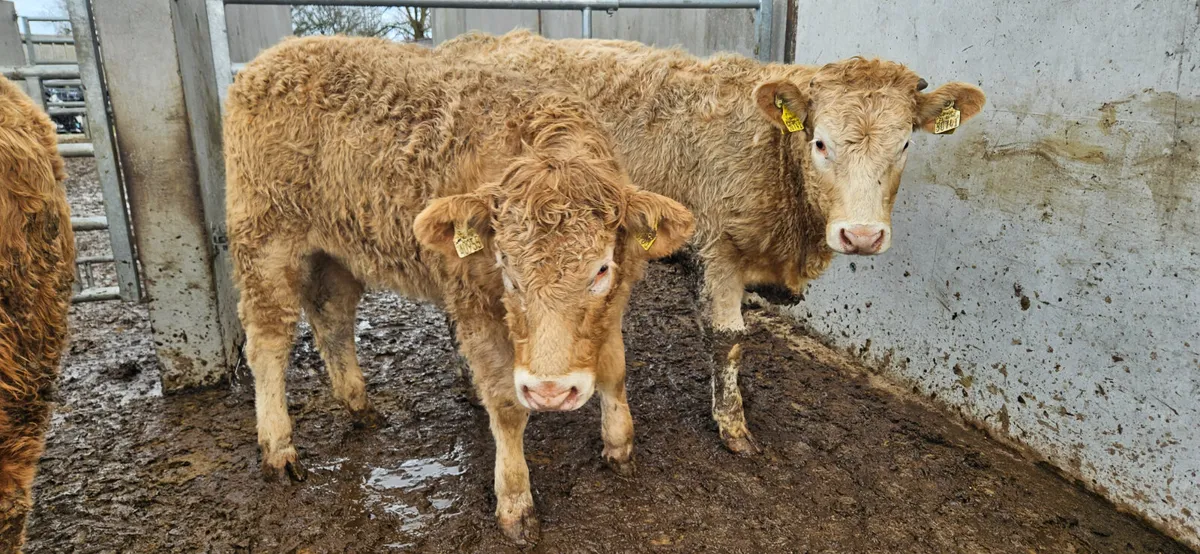 12 Golden CHX Store Heifers - Image 4