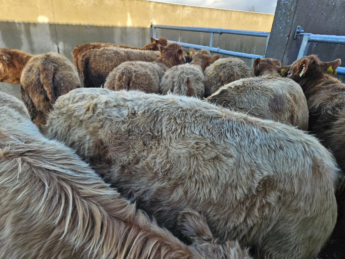 12 Golden CHX Store Heifers - Image 1