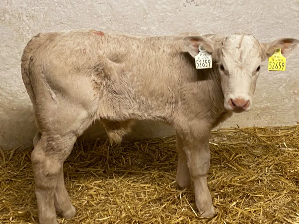 Golden Charolais Bull Calf for sale in Co. Galway for €0 on DoneDeal