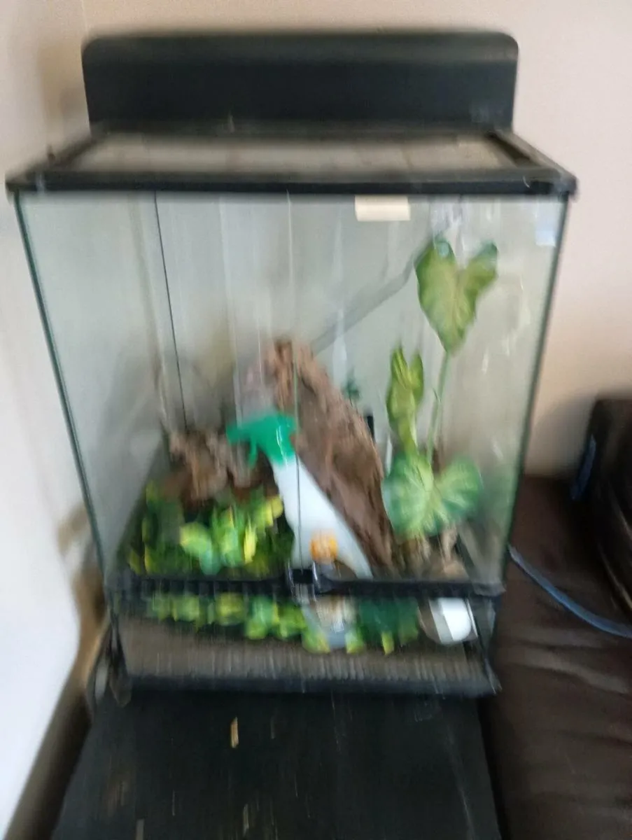 Crested gecko setup