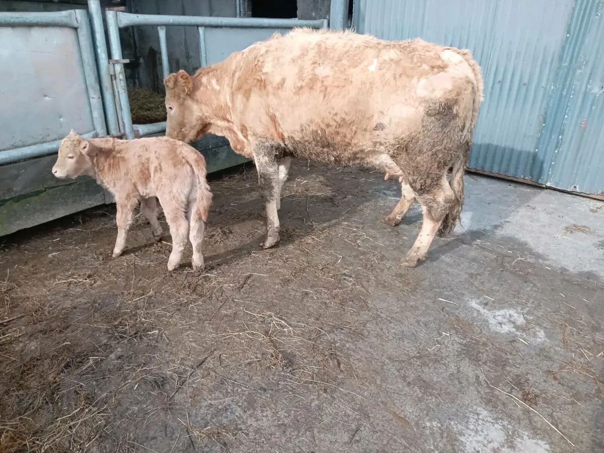 Ch cow with Bull calf