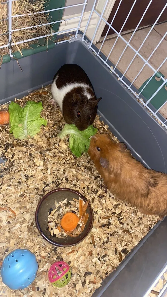 Guinea pig sale cages done deal