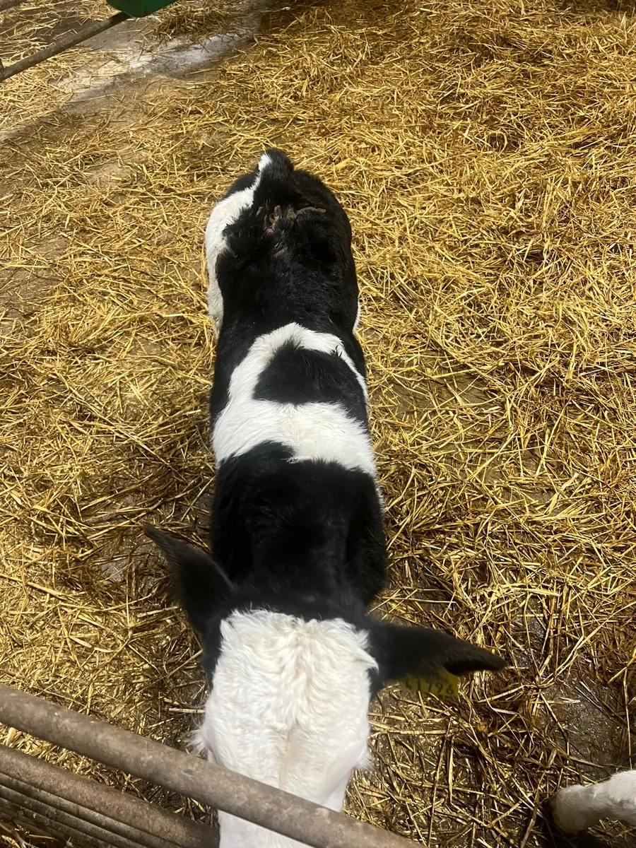 Calves for sale for sale in Co. Galway for €0 on DoneDeal