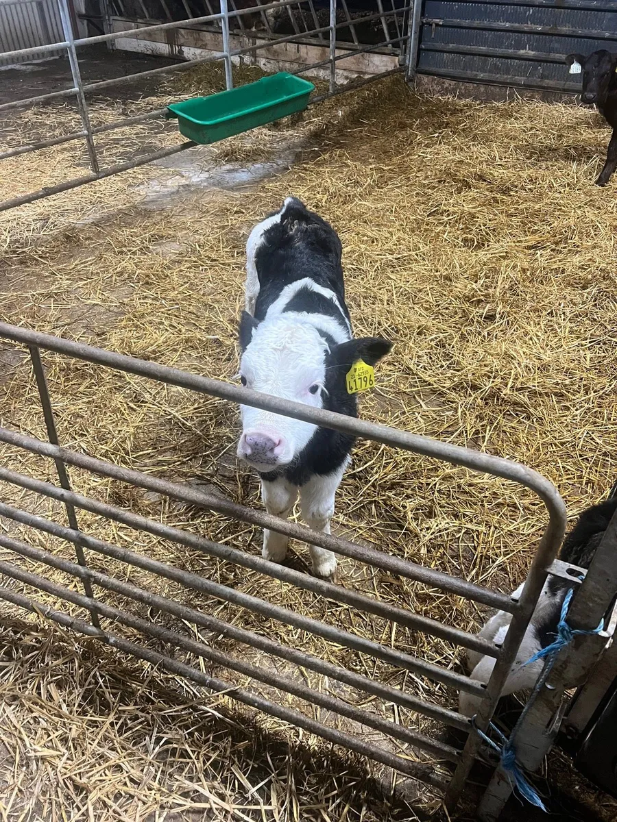 Calves for sale for sale in Co. Galway for €0 on DoneDeal