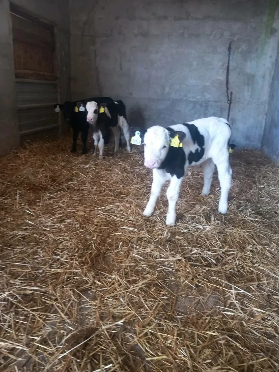Simmental and Hereford Calves for sale in Co. Galway for €1,234 on DoneDeal