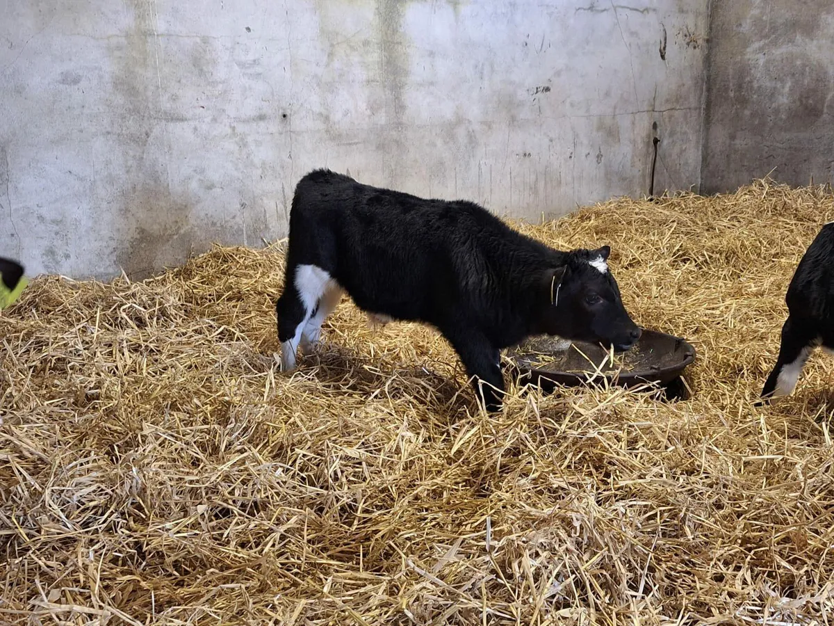 10 strong Friesian bull calves for sale in Co. Westmeath for €0 on DoneDeal