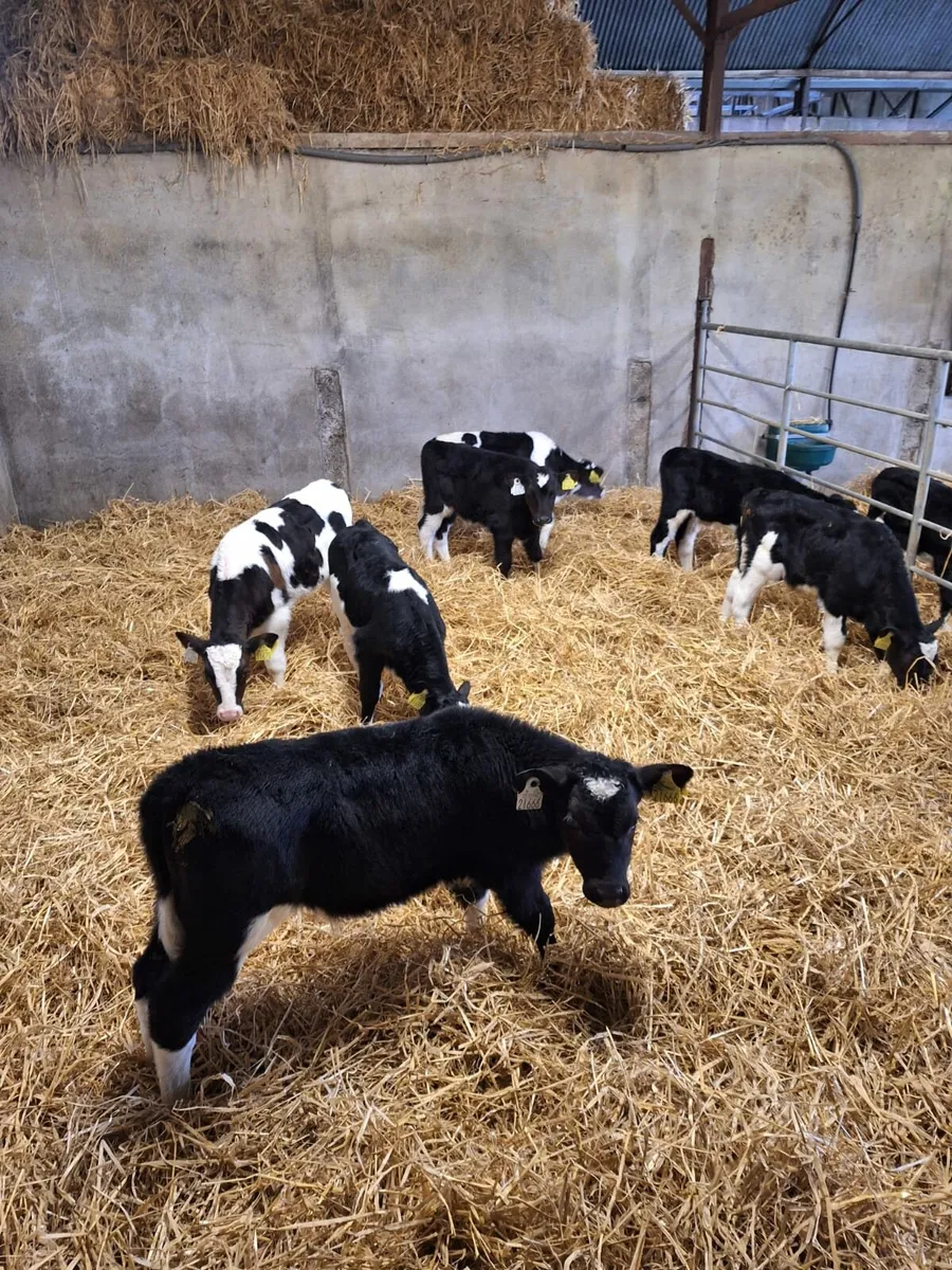 10 strong Friesian bull calves for sale in Co. Westmeath for €0 on DoneDeal