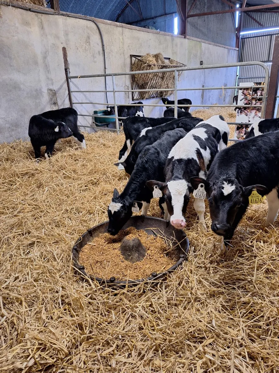 10 strong Friesian bull calves for sale in Co. Westmeath for €0 on DoneDeal