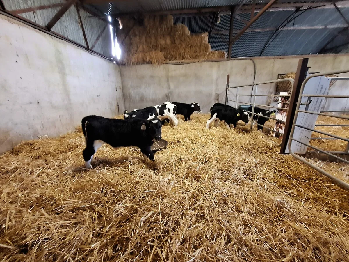 10 strong Friesian bull calves for sale in Co. Westmeath for €0 on DoneDeal