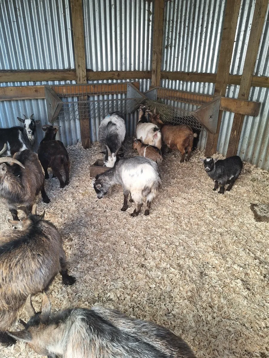 Pygmy goats reduced price