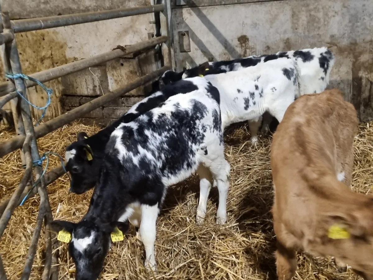 6 heifers calves for sale for sale in Co. Down for £1 on DoneDeal