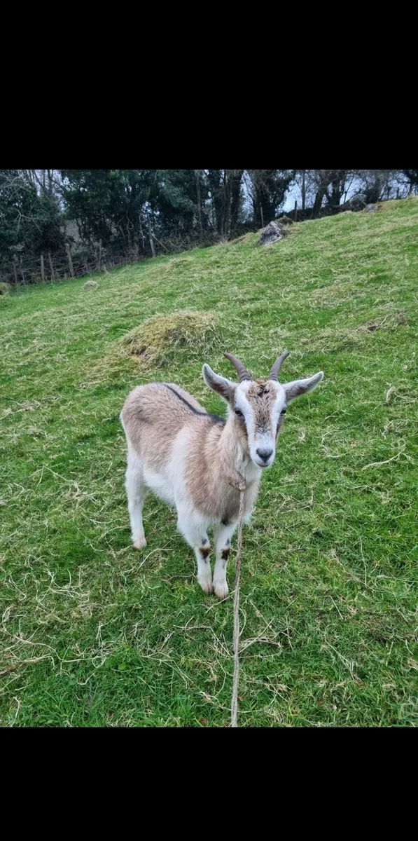 Female goat - Image 1