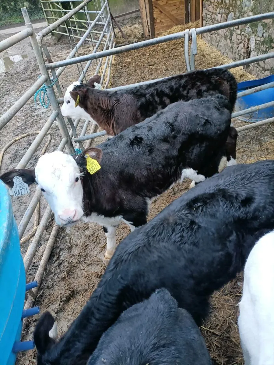 Hereford heifer calves