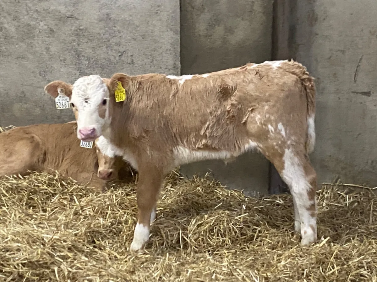 Calves For Sale for sale in Co. Galway for €100 on DoneDeal