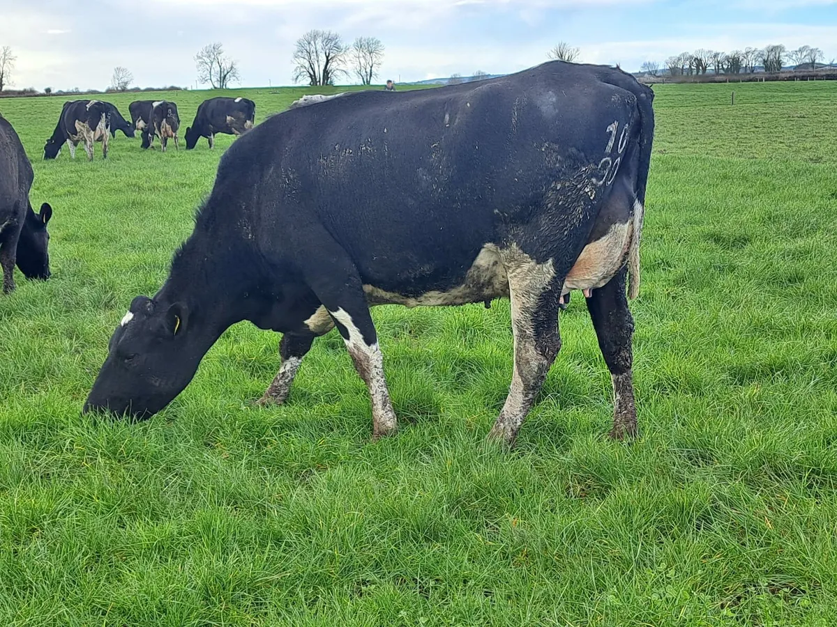 Complete Clearance Dairy Sale 15th March Corrin - Image 1