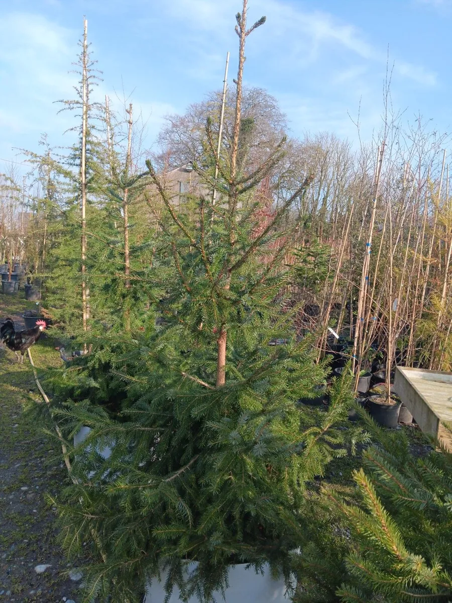 Irish grown ornamental trees for sale