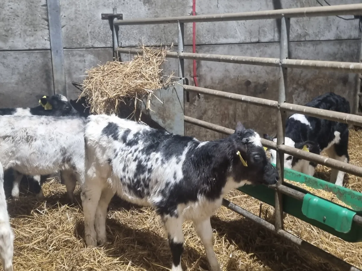 10 BB heifers calves for sale for sale in Co. Down for £1 on DoneDeal