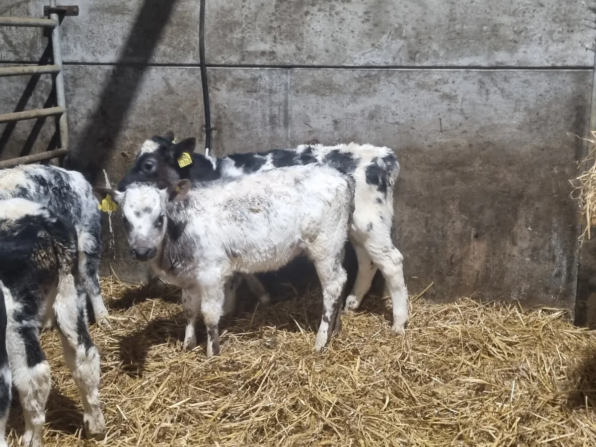 10 BB heifers calves for sale for sale in Co. Down for £1 on DoneDeal