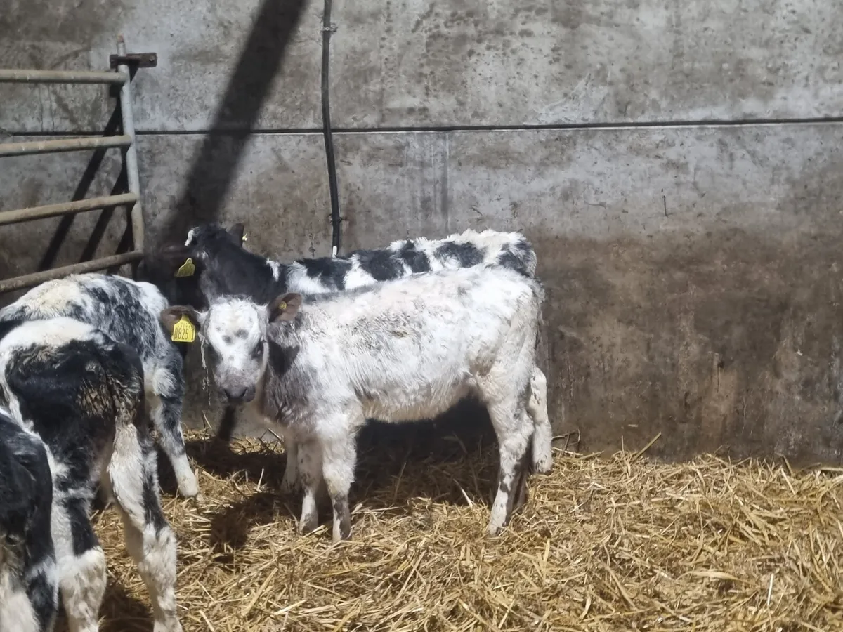 10 BB heifers calves for sale for sale in Co. Down for £1 on DoneDeal
