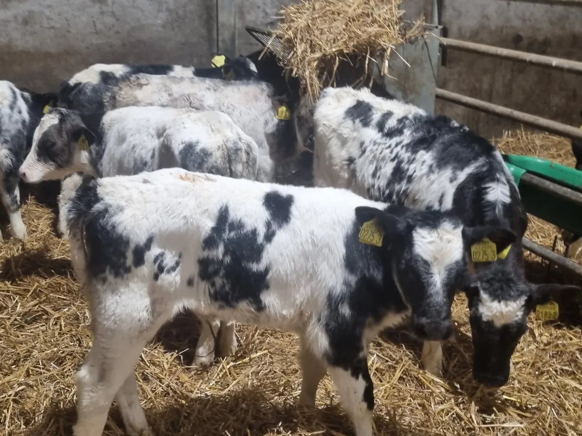 10 BB heifers calves for sale