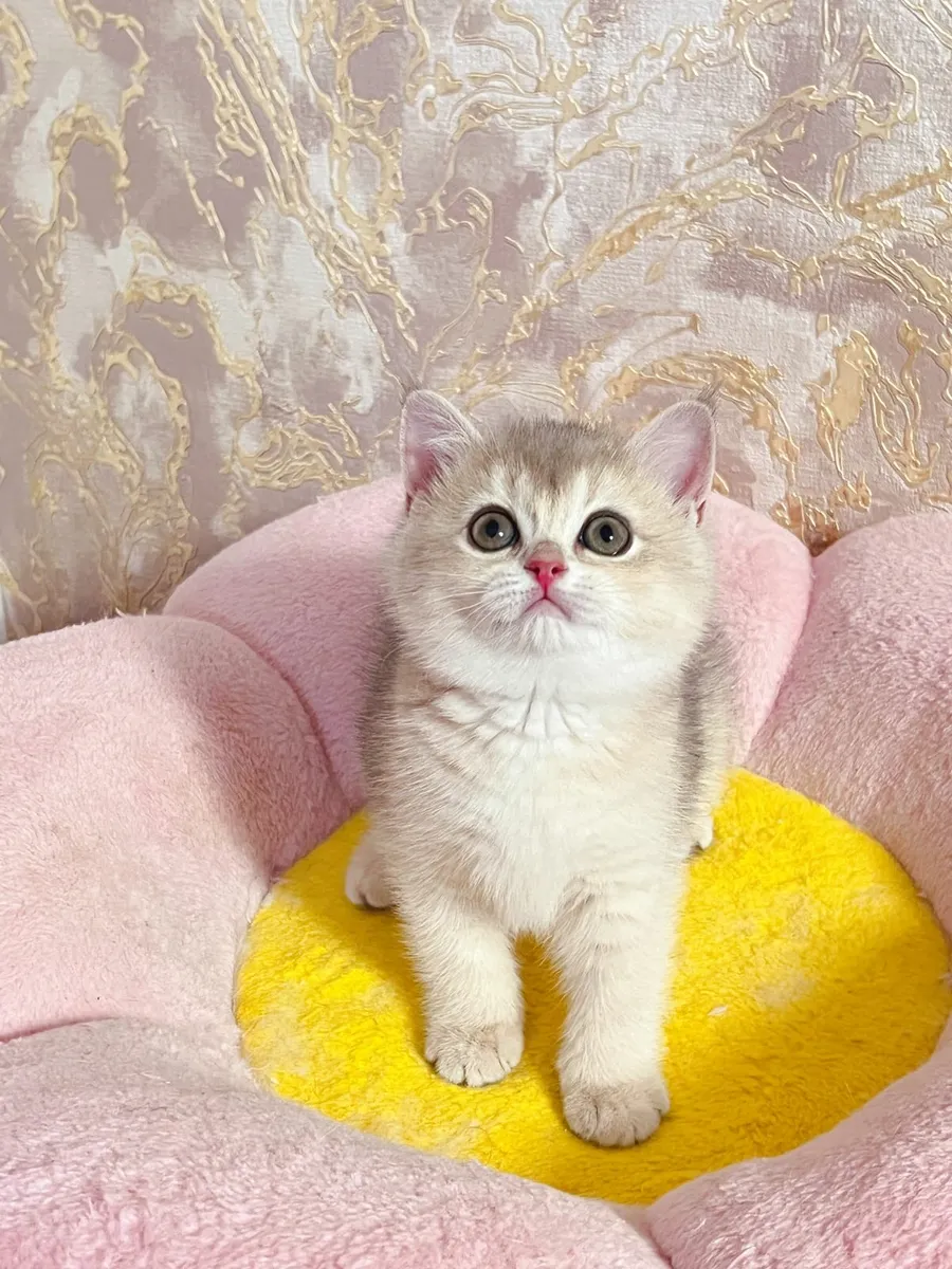 British shorthair hot sale tica