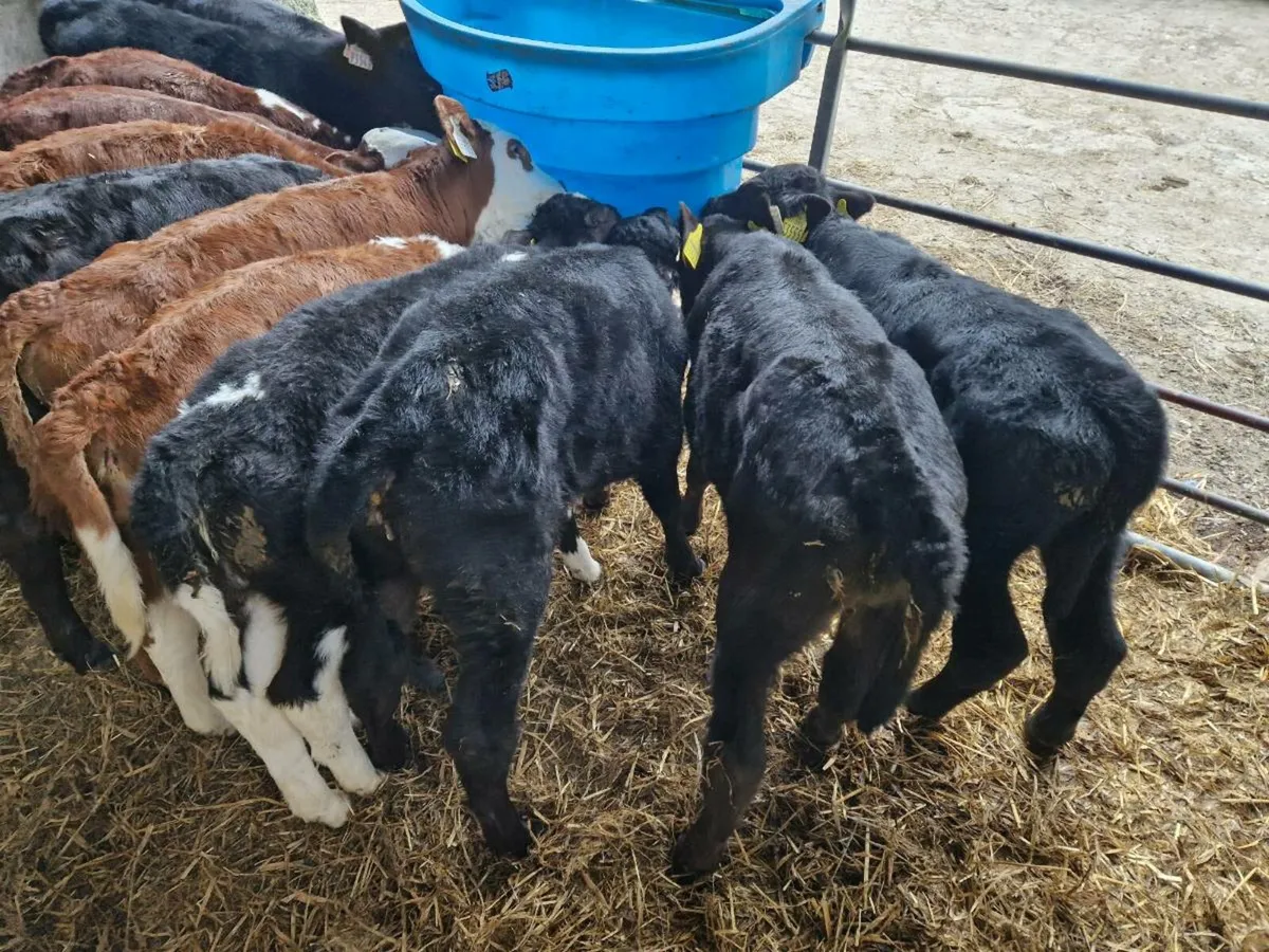 Calves for sale in Co. Galway for €12,345 on DoneDeal