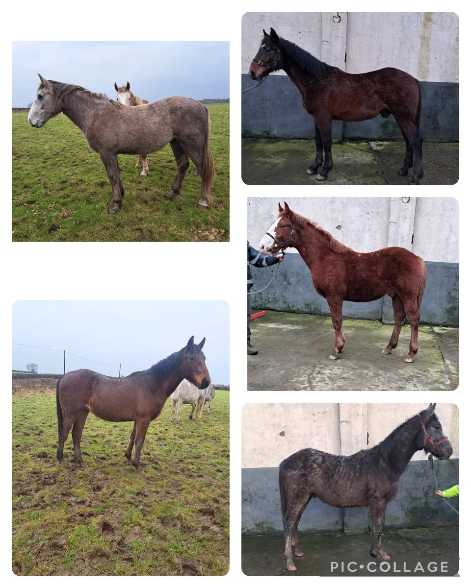 Irish draught/Irish sport horse