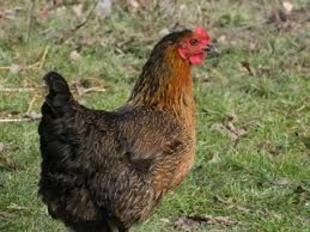 Hens - Image 3