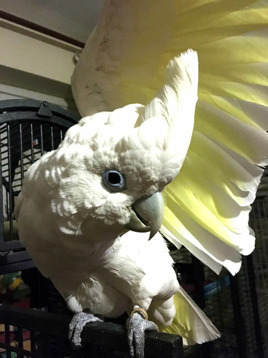 Ducorps cockatoo (parrot) female wanted