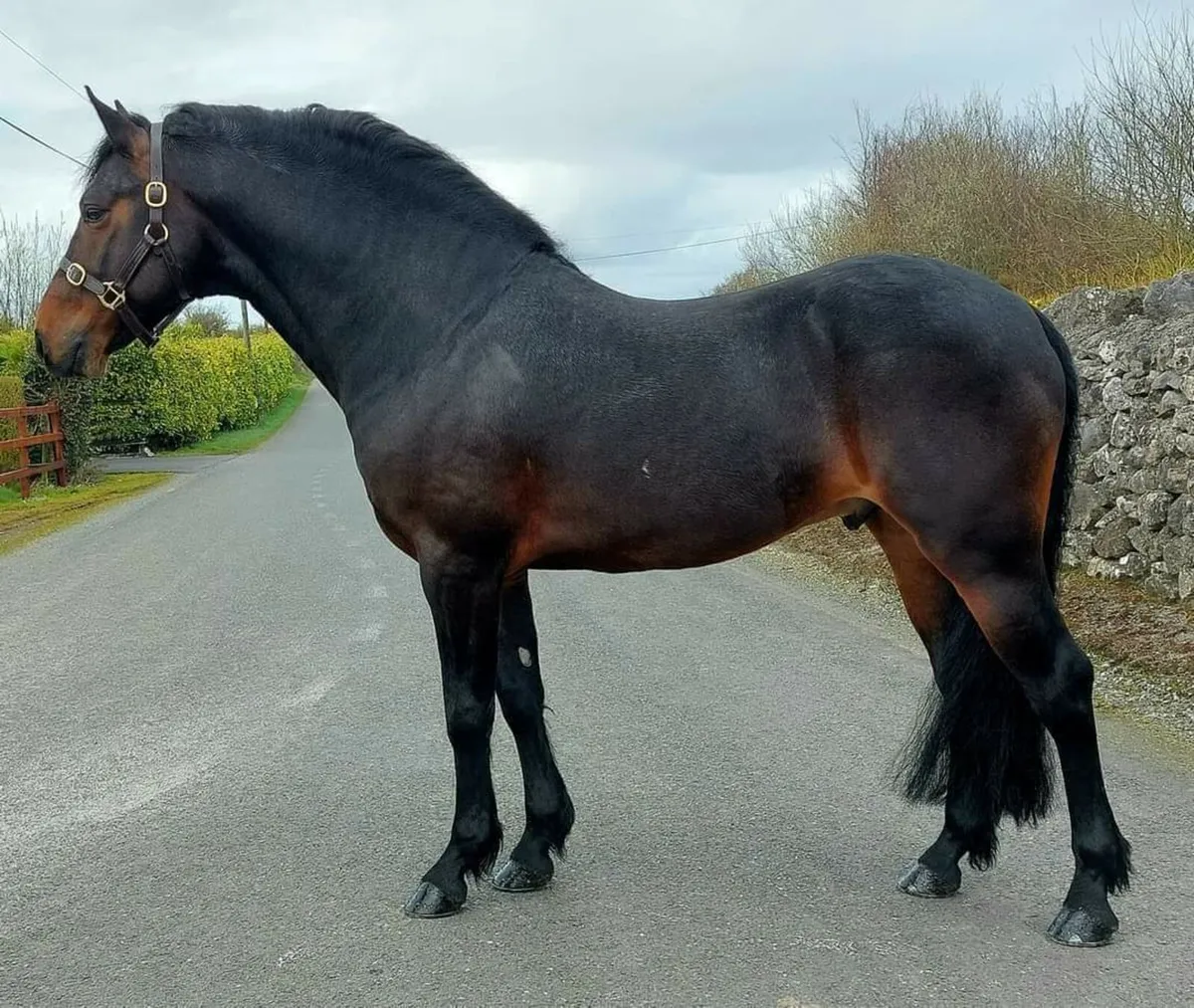 Reg Connemara stallion