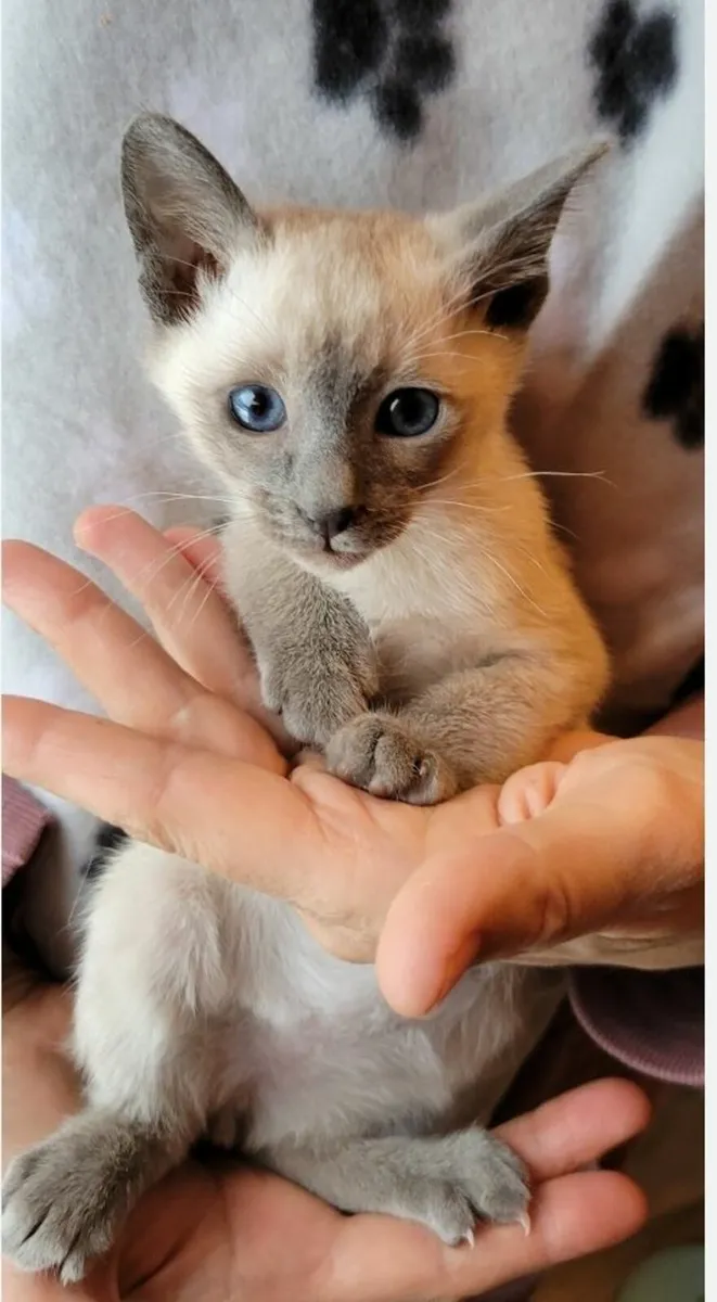 Siamese kitten