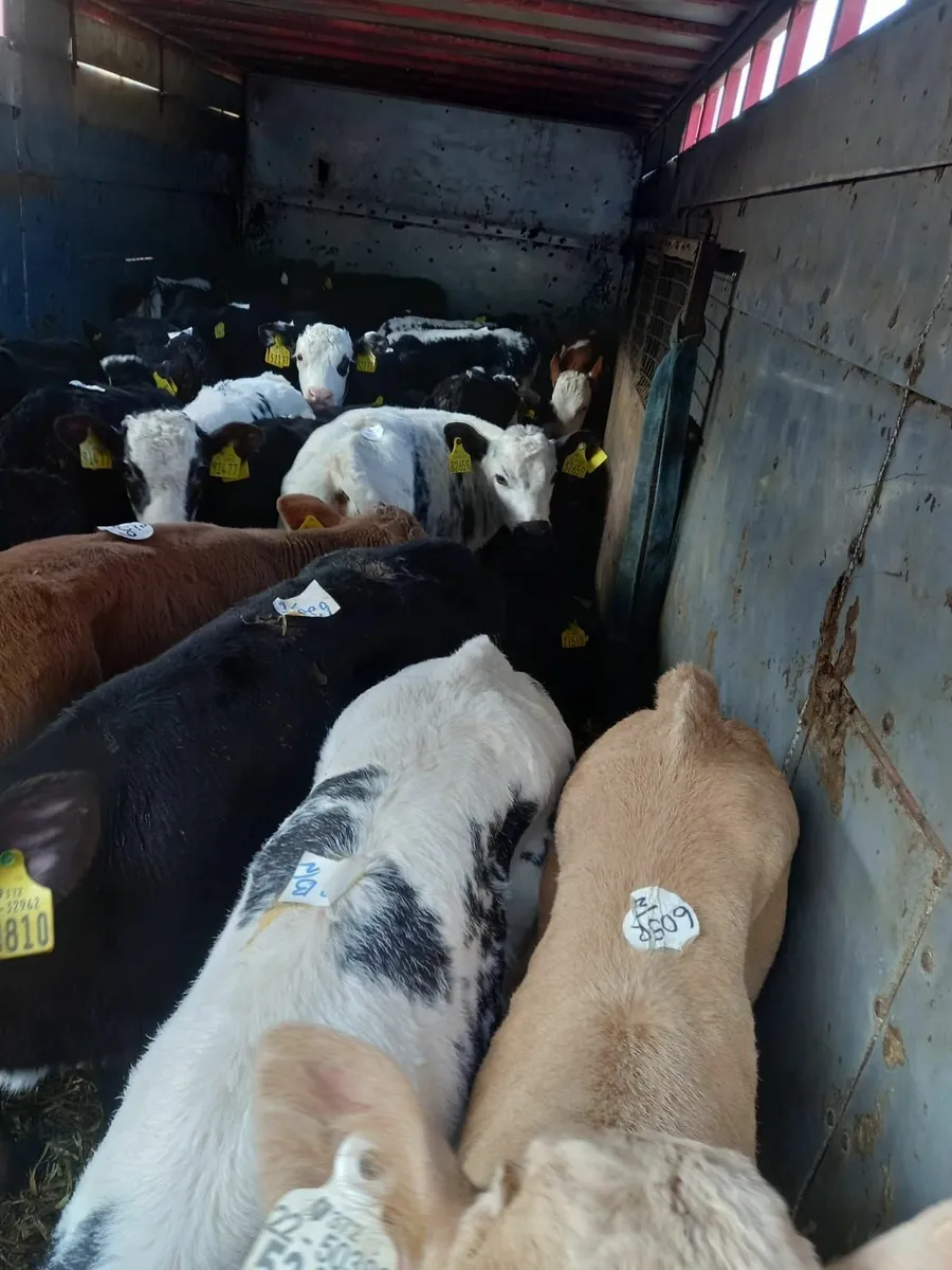 Calves for sale in Co. Mayo for €0 on DoneDeal