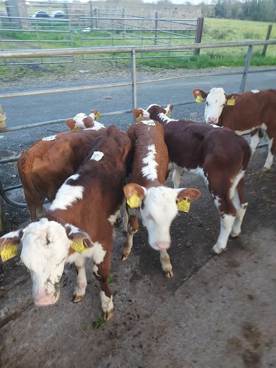Calves for sale in Co. Mayo for €0 on DoneDeal