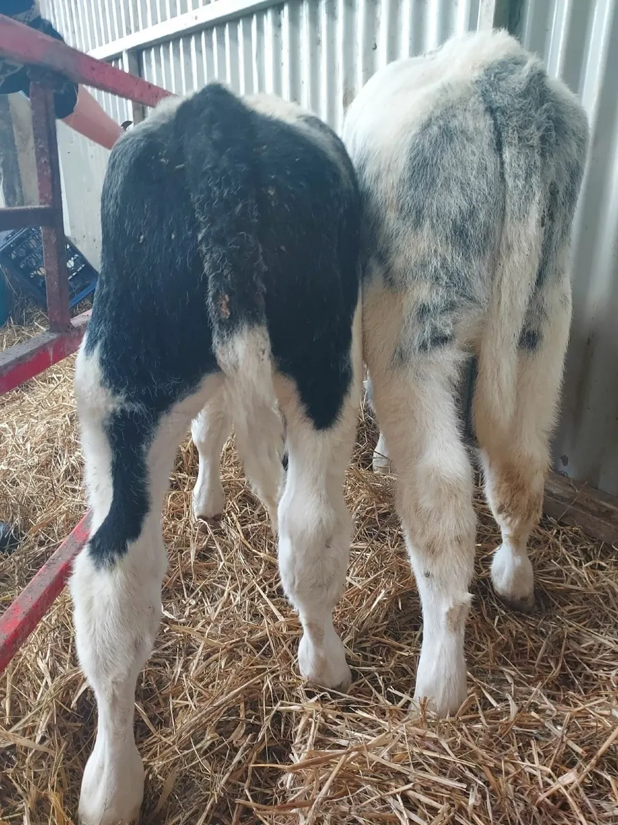 Calves for sale in Co. Mayo for €0 on DoneDeal