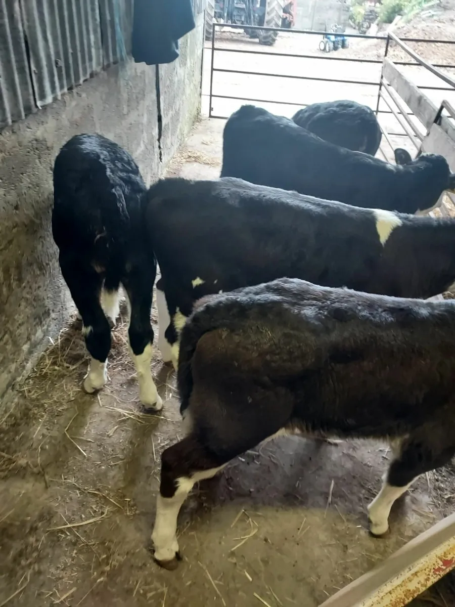 Calves for sale in Co. Mayo for €0 on DoneDeal