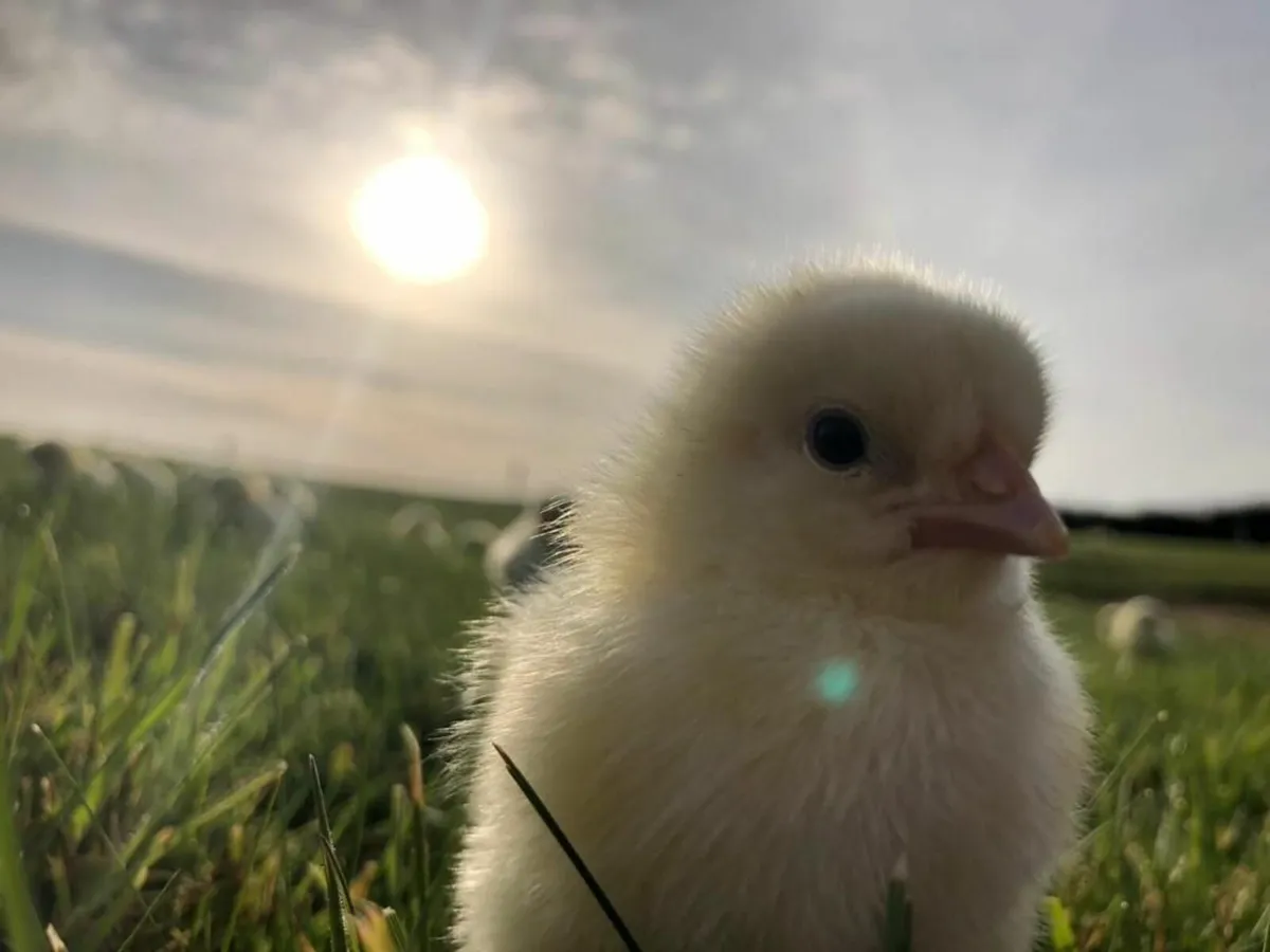 Broilers- Off heat and Day old