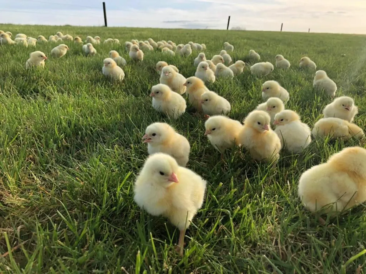 Broilers- Nationwide - Image 3