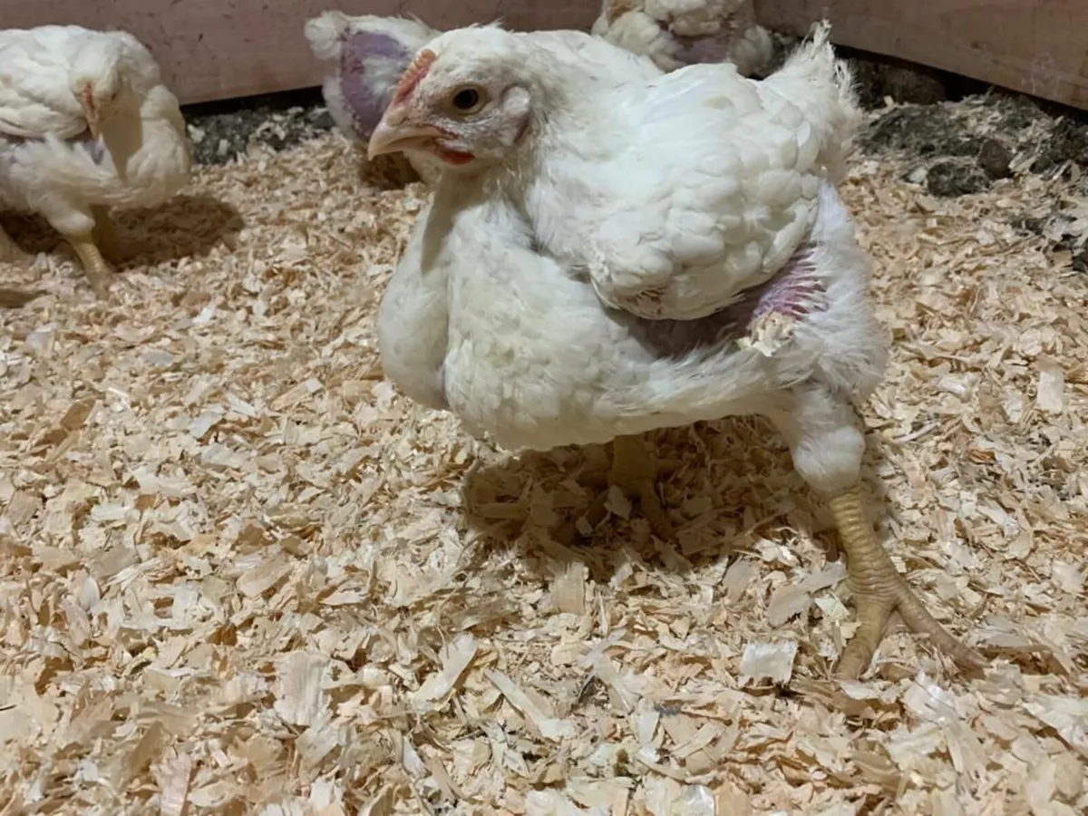 Broilers- Nationwide - Image 4