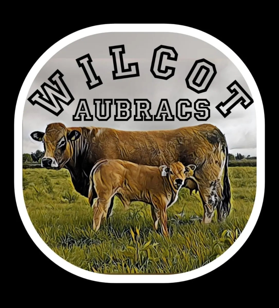 Aubrac Bulls for Sale