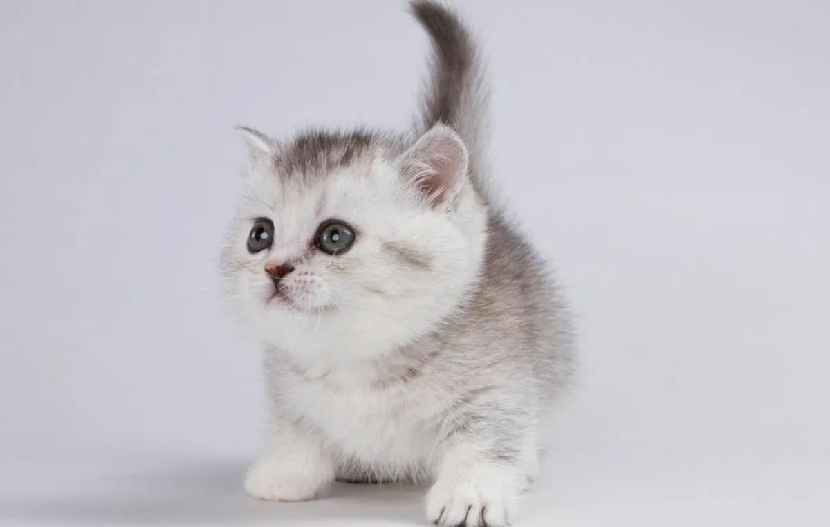 Pedigre registered munchkin kittens