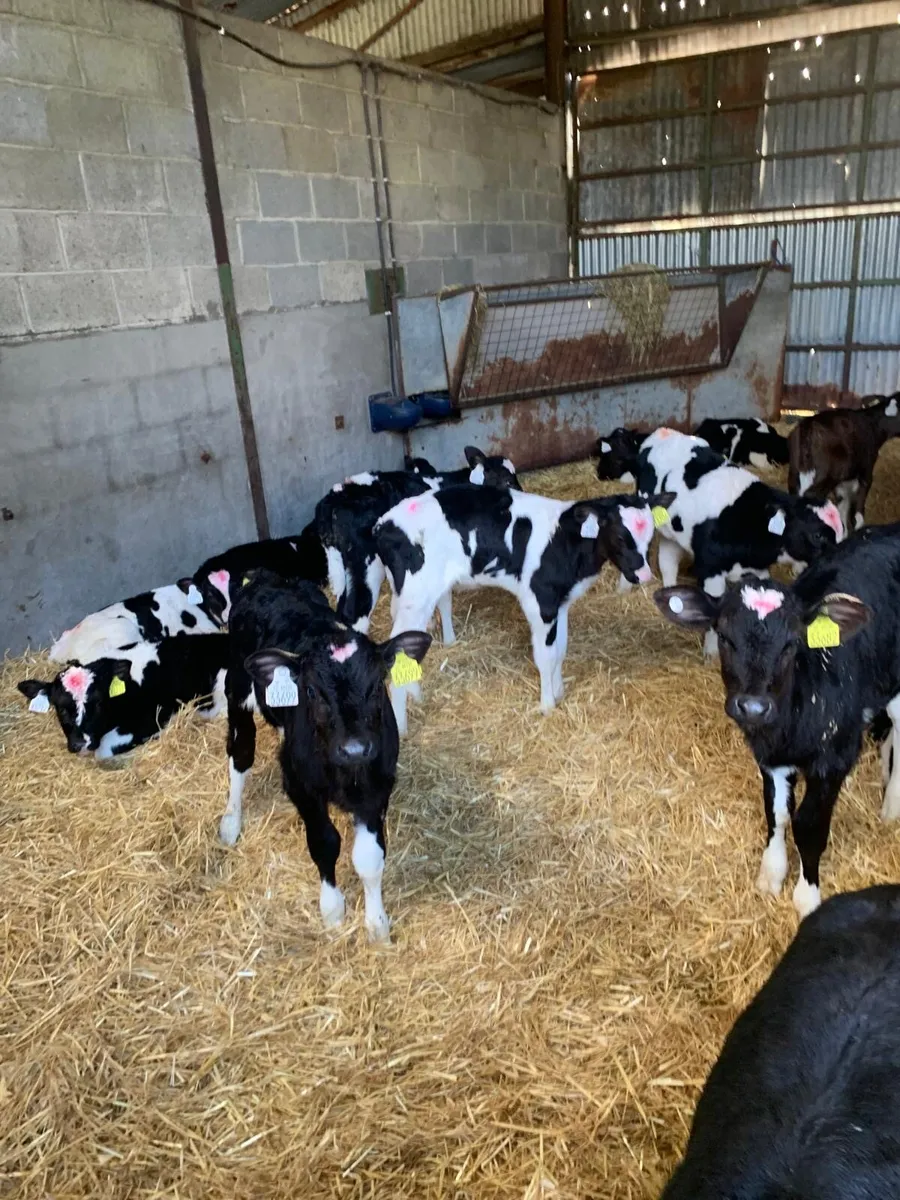 Friesian Bull calves for sale in Co. Westmeath for €0 on DoneDeal