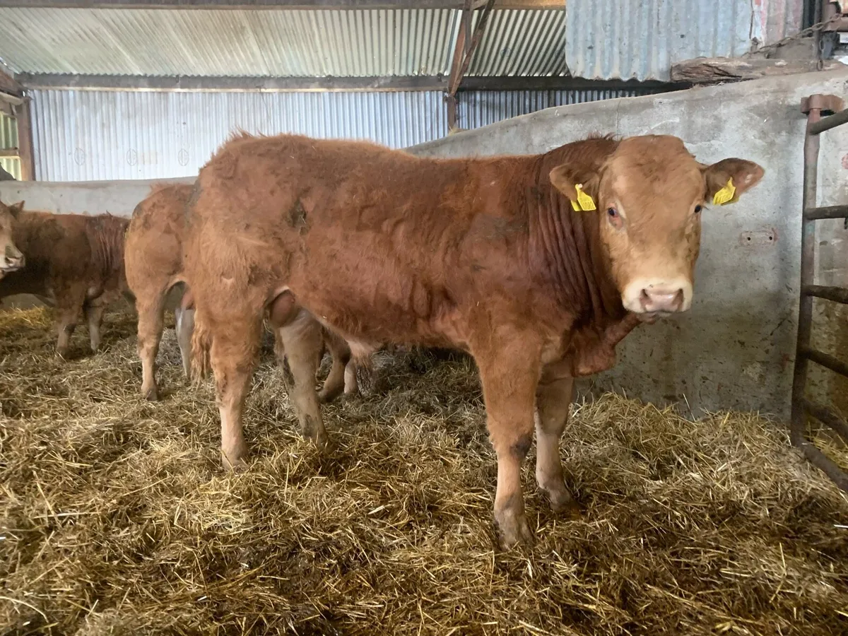 Pedigree Limousin bulls/Heifers