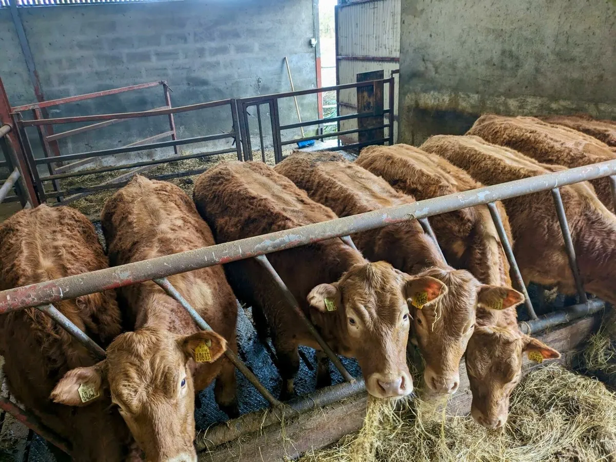 Breeding Heifers
